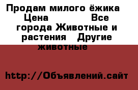 Продам милого ёжика › Цена ­ 10 000 - Все города Животные и растения » Другие животные   
